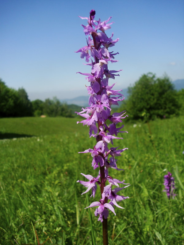 Orchis mascula