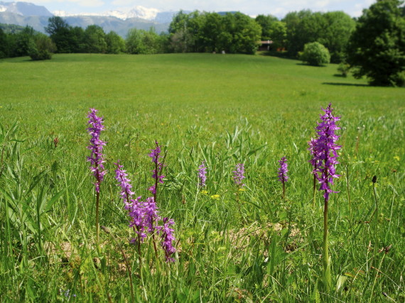 Orchis mascula