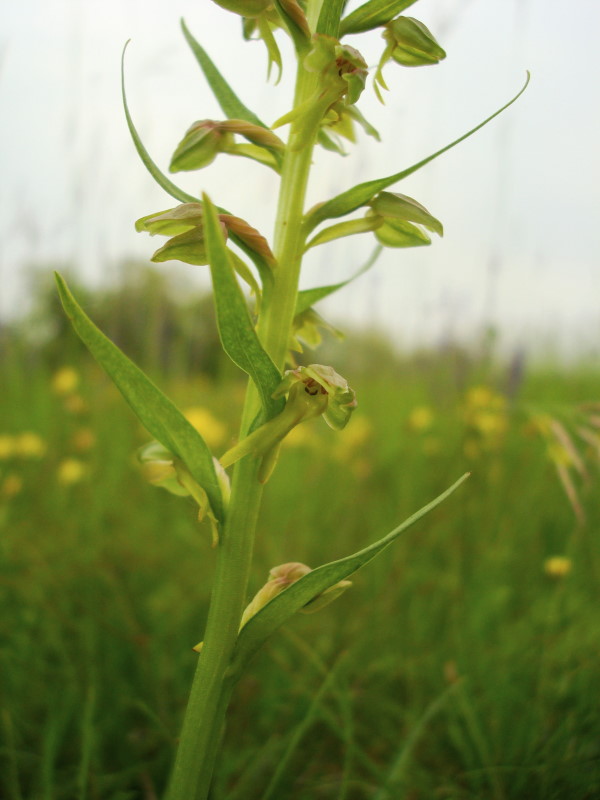 Coeloglossum viride