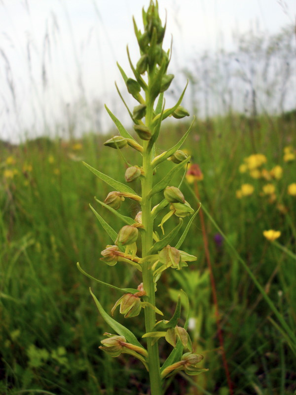 Coeloglossum viride