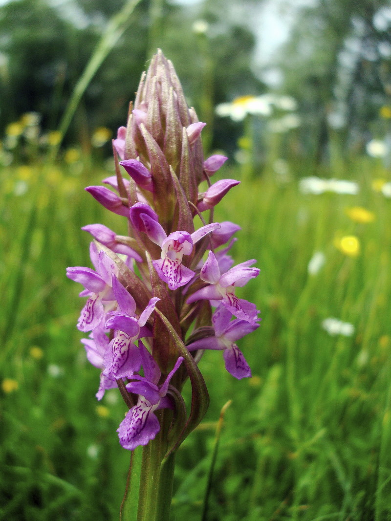 Dactylorhiza incarnata / Orchide palmata