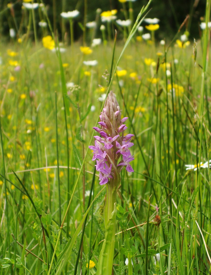 Dactylorhiza incarnata / Orchide palmata