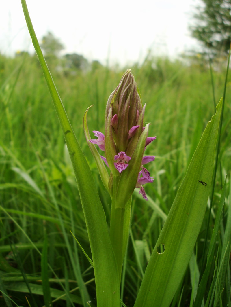 Dactylorhiza incarnata / Orchide palmata