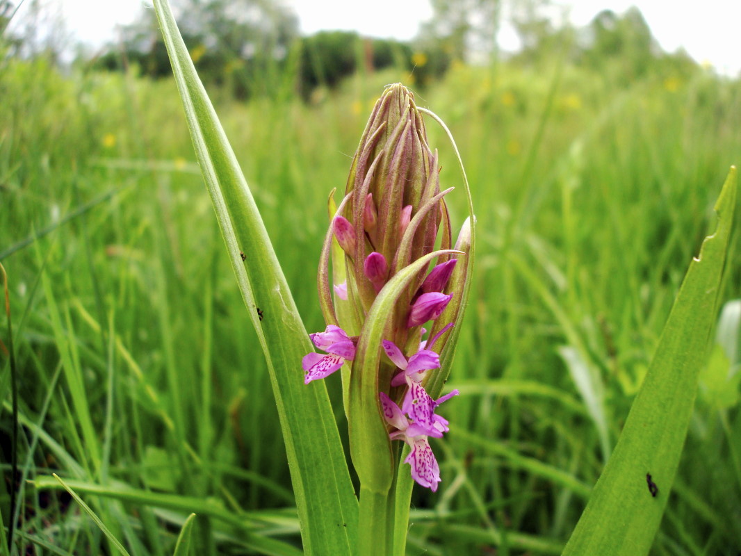 Dactylorhiza incarnata / Orchide palmata