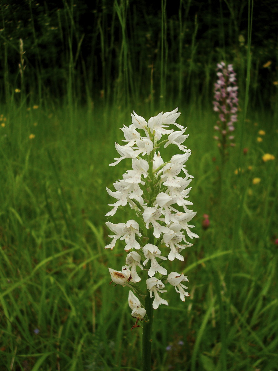 Orchis militaris albina