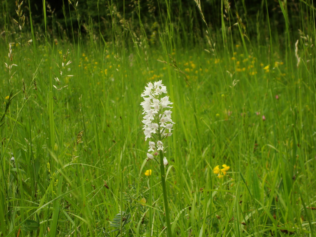 Orchis militaris albina