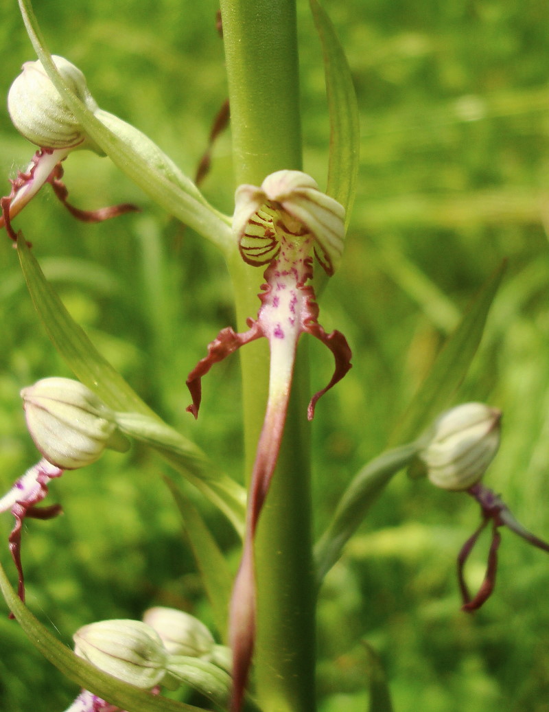 Himantoglossum adriaticum