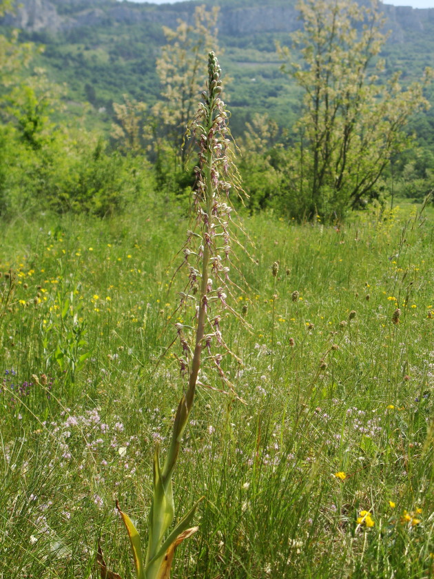 Himantoglossum adriaticum