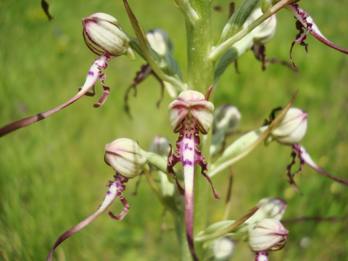 Himantoglossum adriaticum