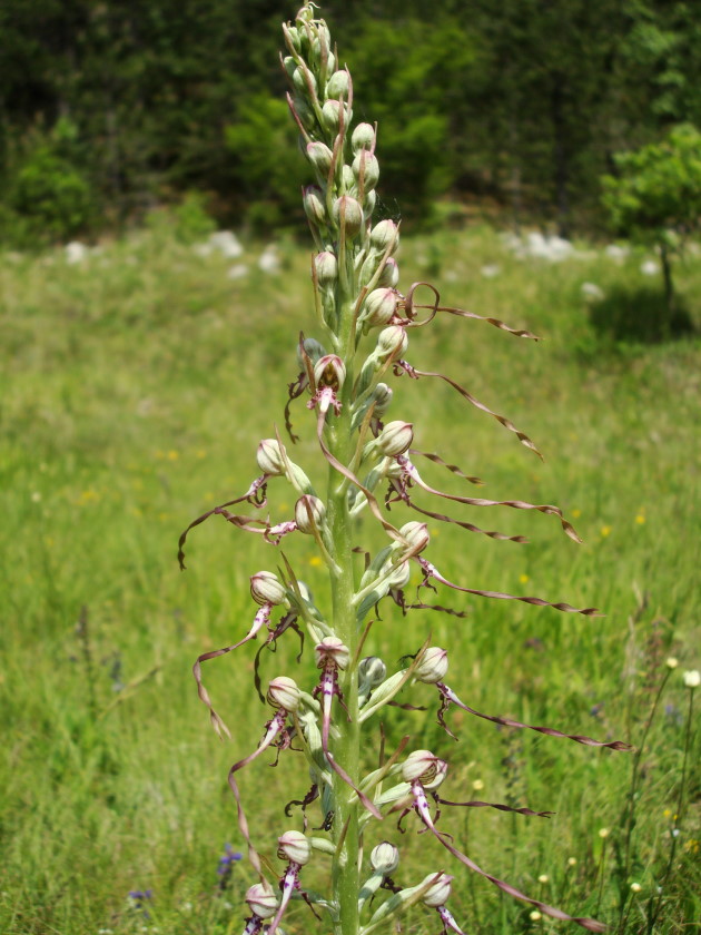 Himantoglossum adriaticum