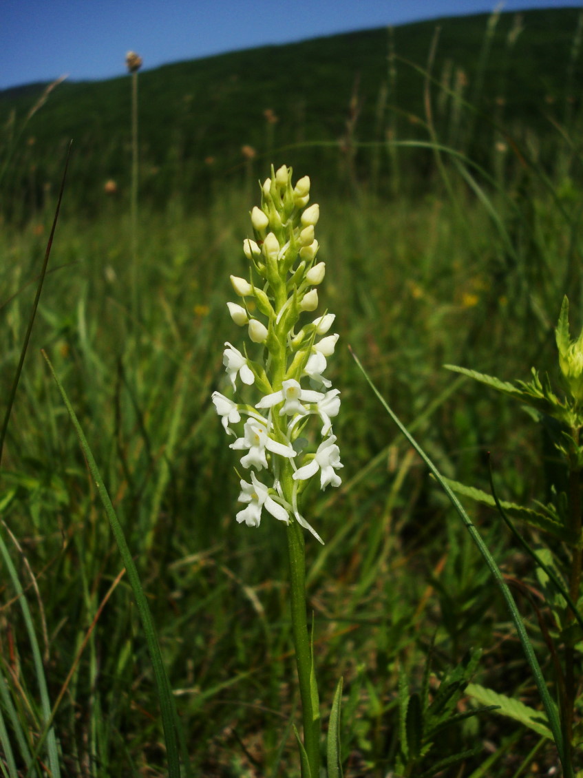 Gymnadenia conopsea