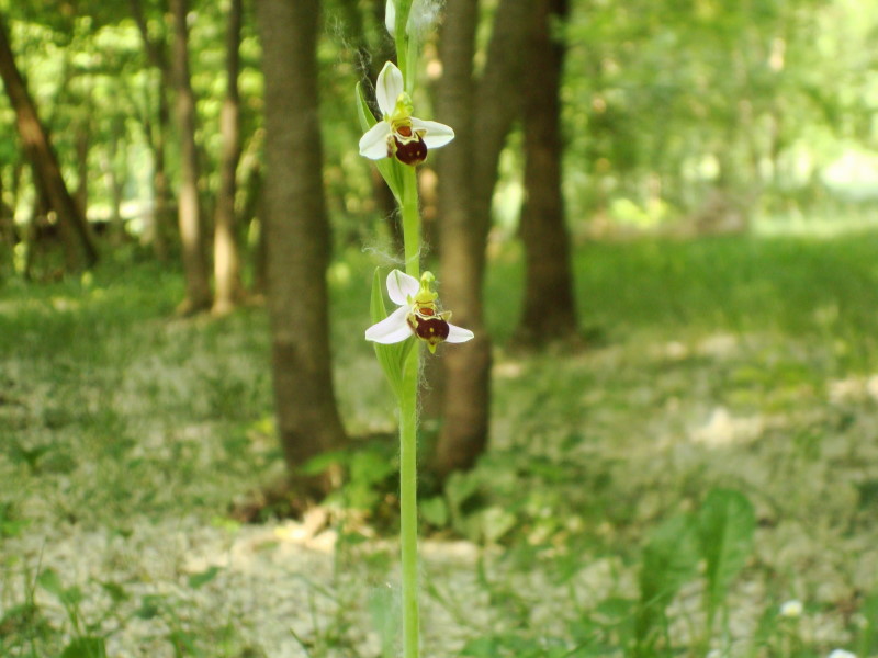 Ophrys apifera