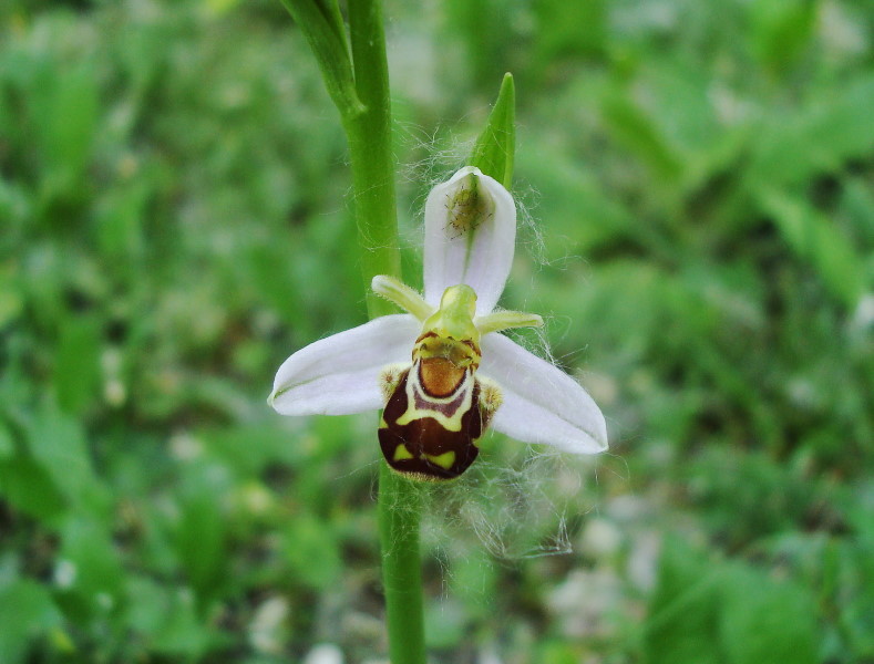 Ophrys apifera