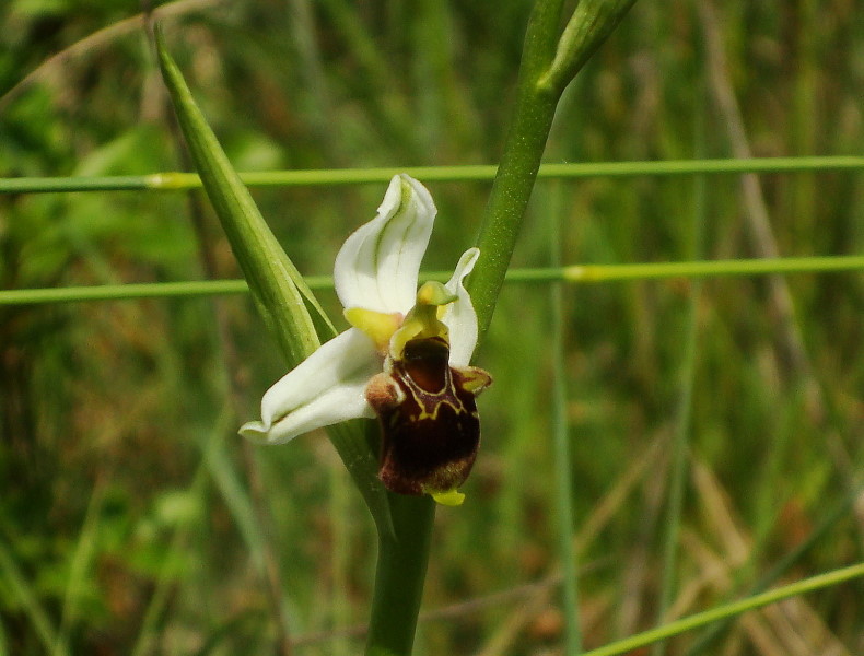 Ibrido Ophrys fuciflora x  Ophrys apifera ?