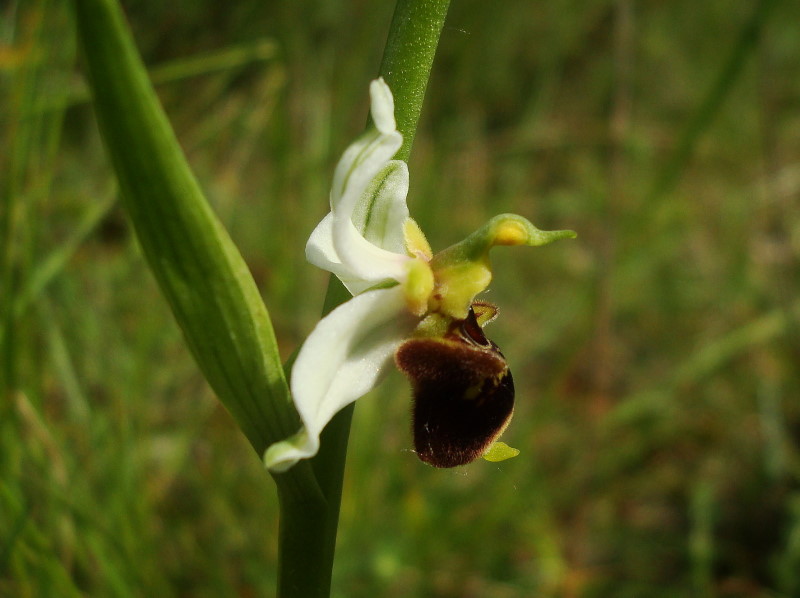 Ibrido Ophrys fuciflora x  Ophrys apifera ?