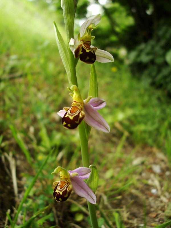 Ophrys apifera