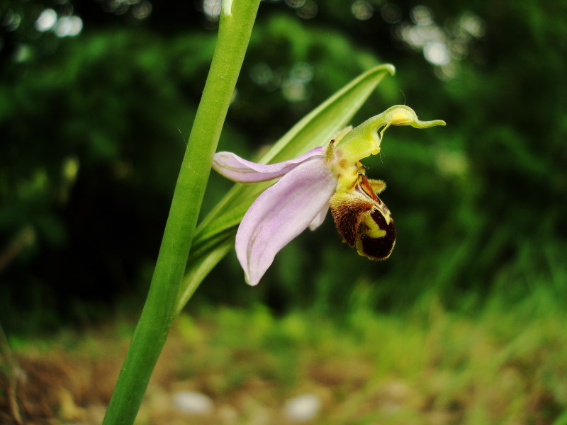 Ophrys apifera