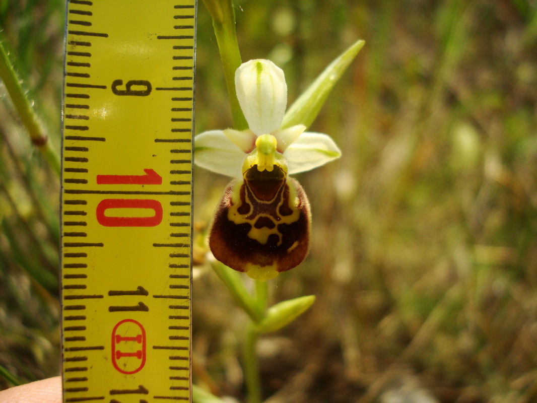 Ophrys fuciflora o tetraloniae??