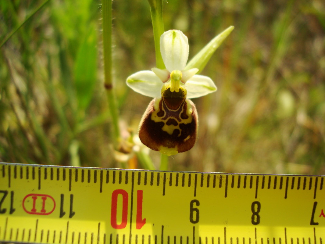 Ophrys fuciflora o tetraloniae??