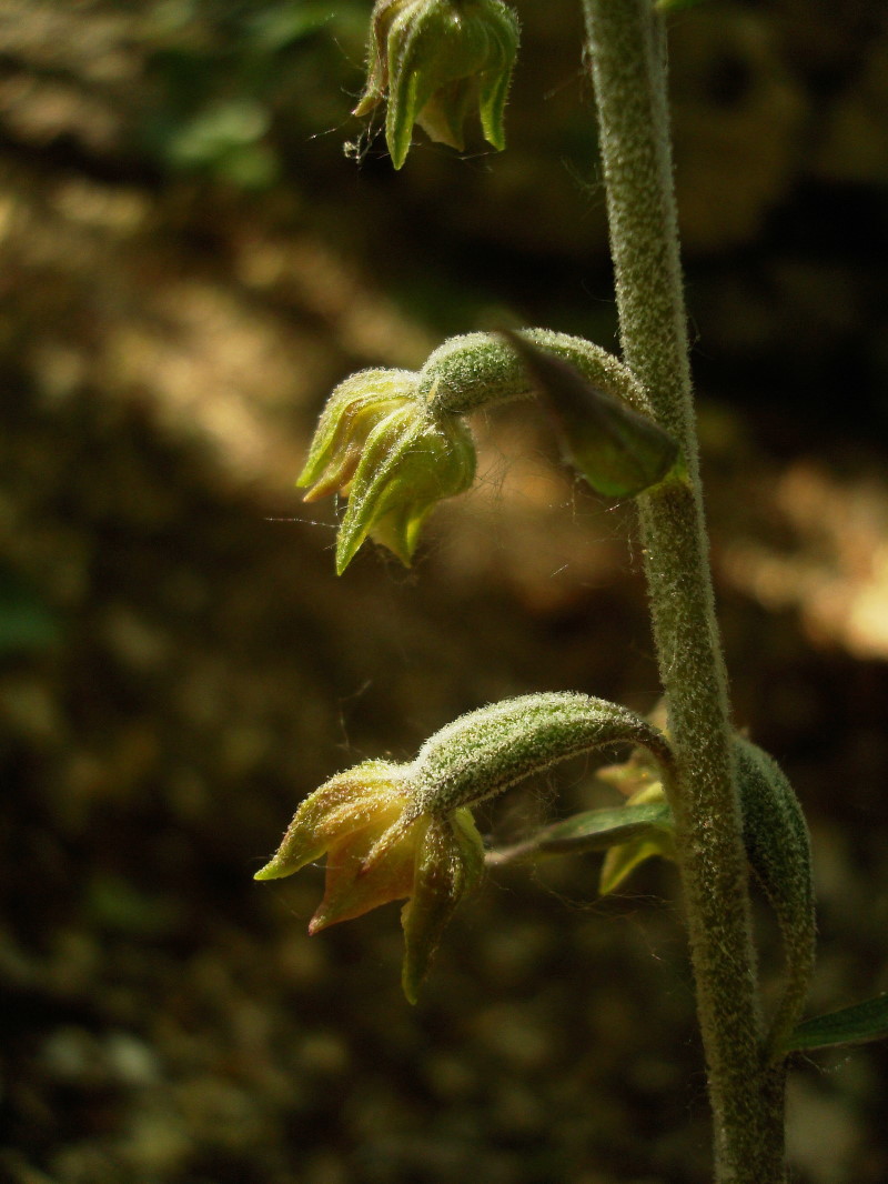 Epipactis microphylla: stelo e gemme