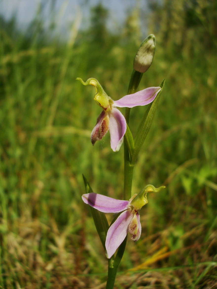 Ophrys apifera var. tilaventina