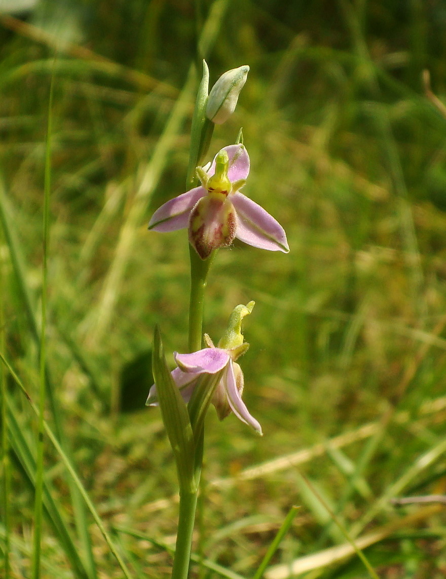 Ophrys apifera var. tilaventina