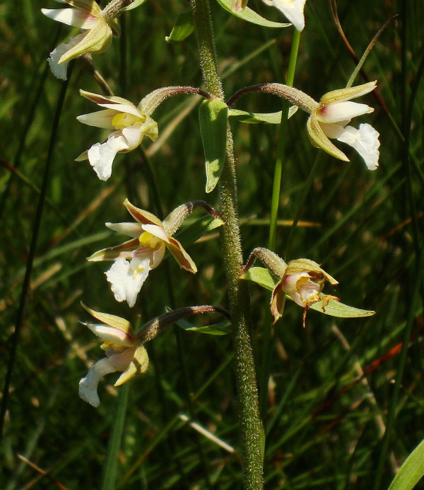 Epipactis palustris