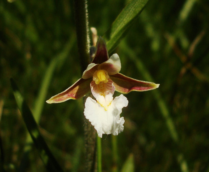 Epipactis palustris