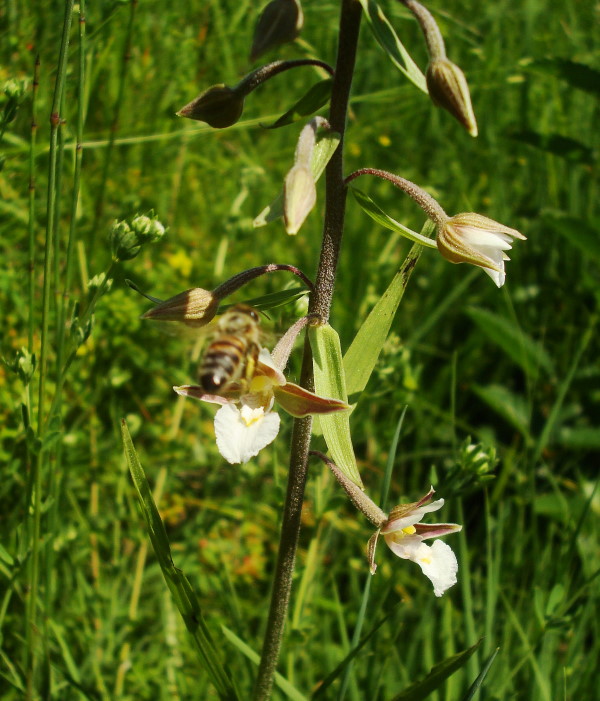 Epipactis palustris