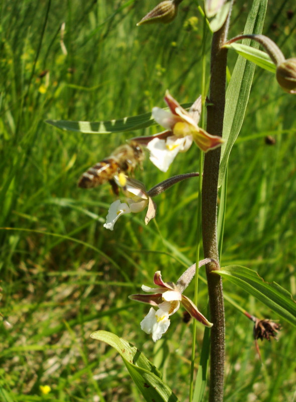 Epipactis palustris