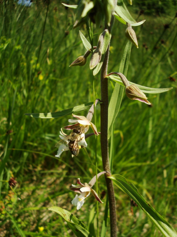 Epipactis palustris