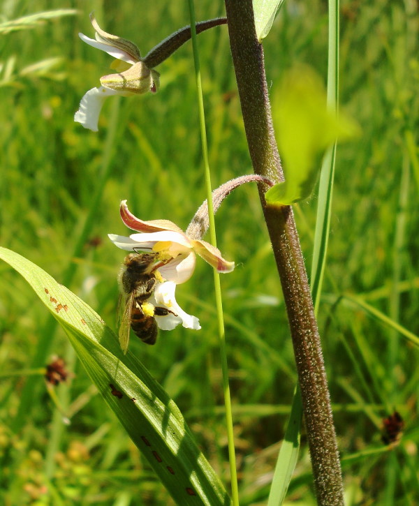 Epipactis palustris