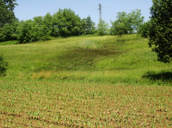 Epipactis palustris