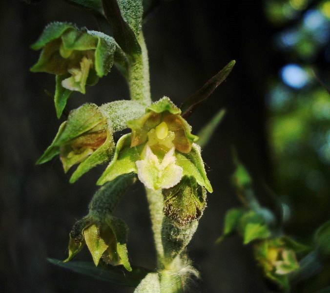 Epipactis microphylla: stelo e gemme