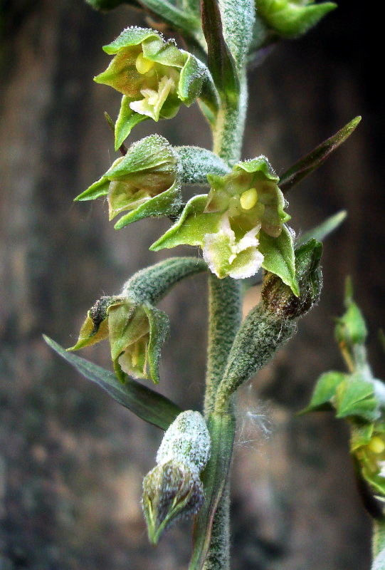 Epipactis microphylla: stelo e gemme