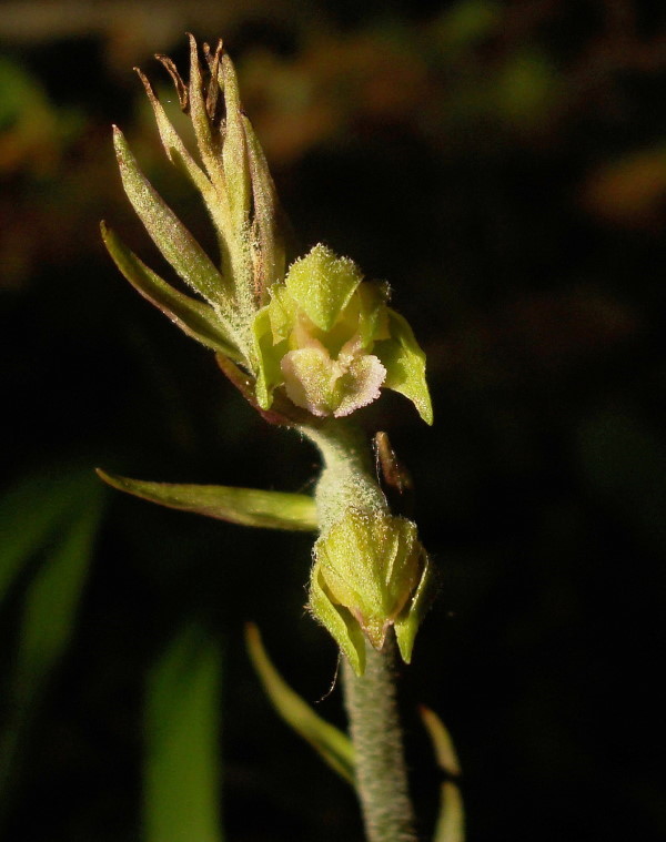 Epipactis microphylla: stelo e gemme