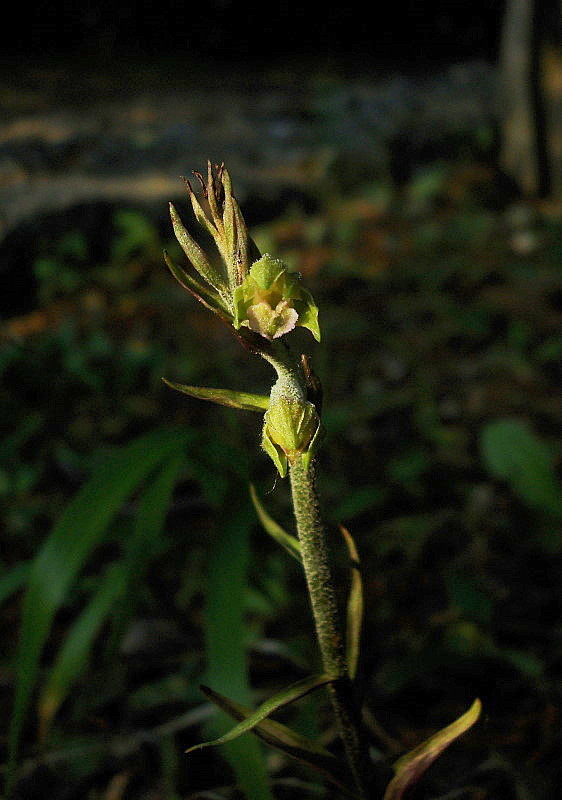 Epipactis microphylla: stelo e gemme