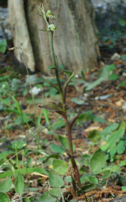 Epipactis microphylla: stelo e gemme