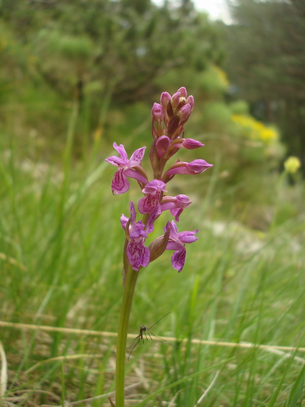 Dactylorhiza lapponica subsp. rhaetica / Orchide retica