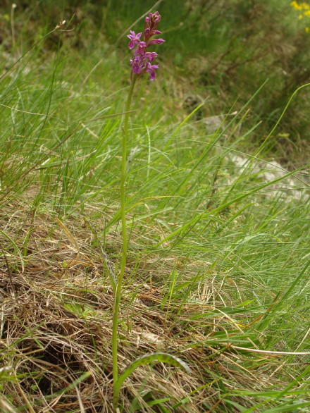 Dactylorhiza lapponica subsp. rhaetica / Orchide retica