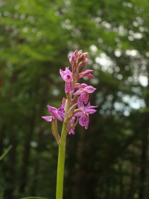 Dactylorhiza lapponica subsp. rhaetica / Orchide retica