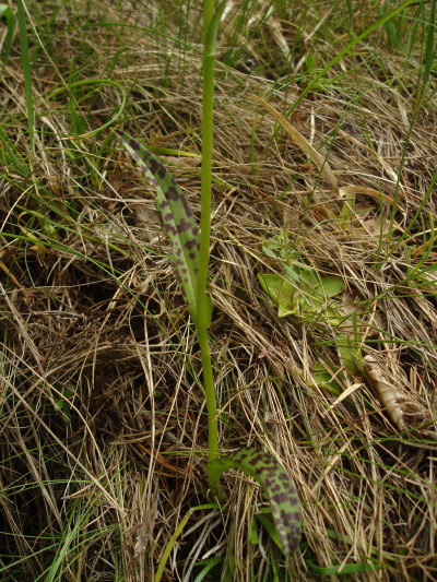 Dactylorhiza lapponica subsp. rhaetica / Orchide retica