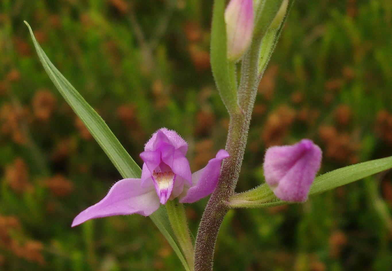 Cephalanthera rubra