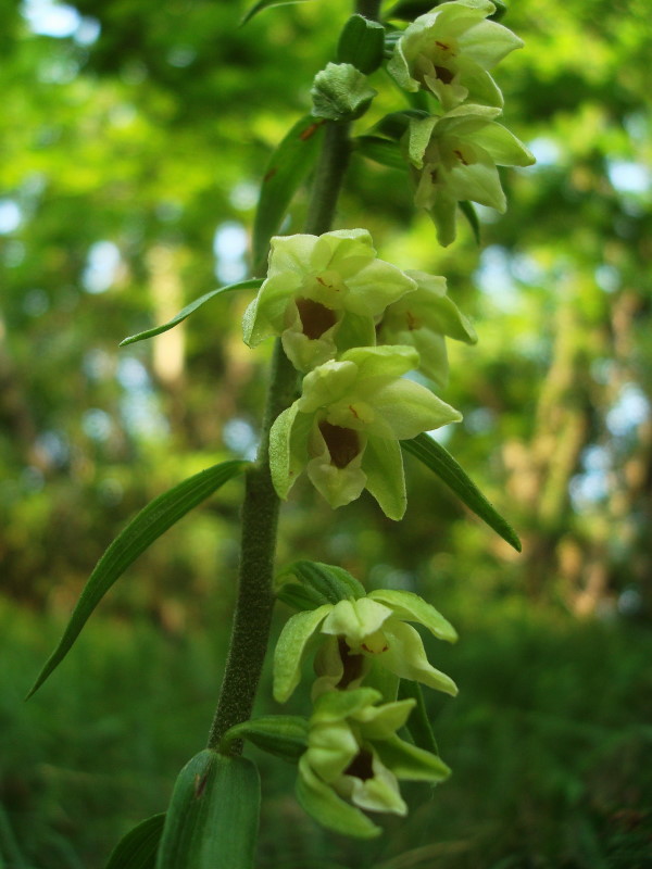 Epipactis muelleri