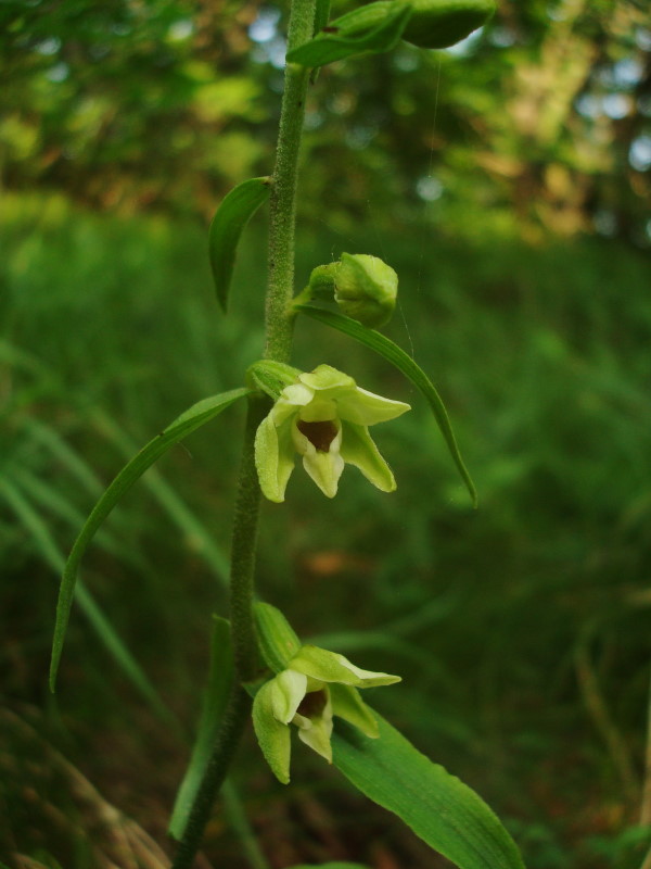 Epipactis muelleri