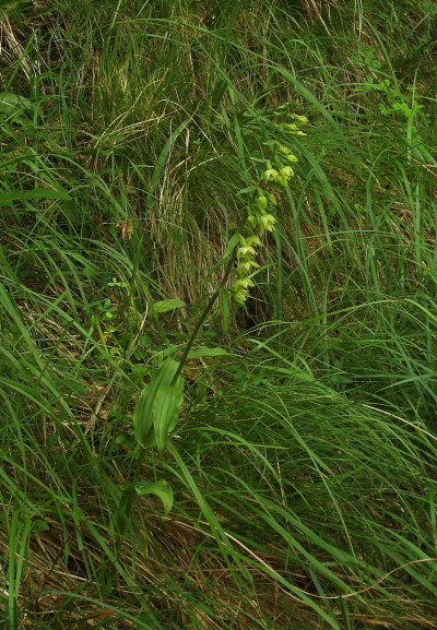 Epipactis muelleri