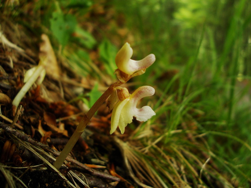 Epipogium aphyllum