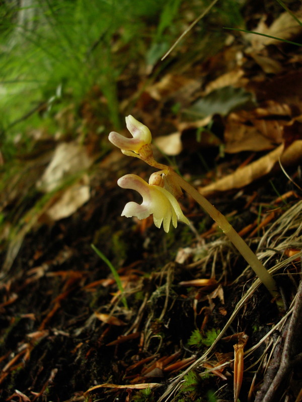 Epipogium aphyllum