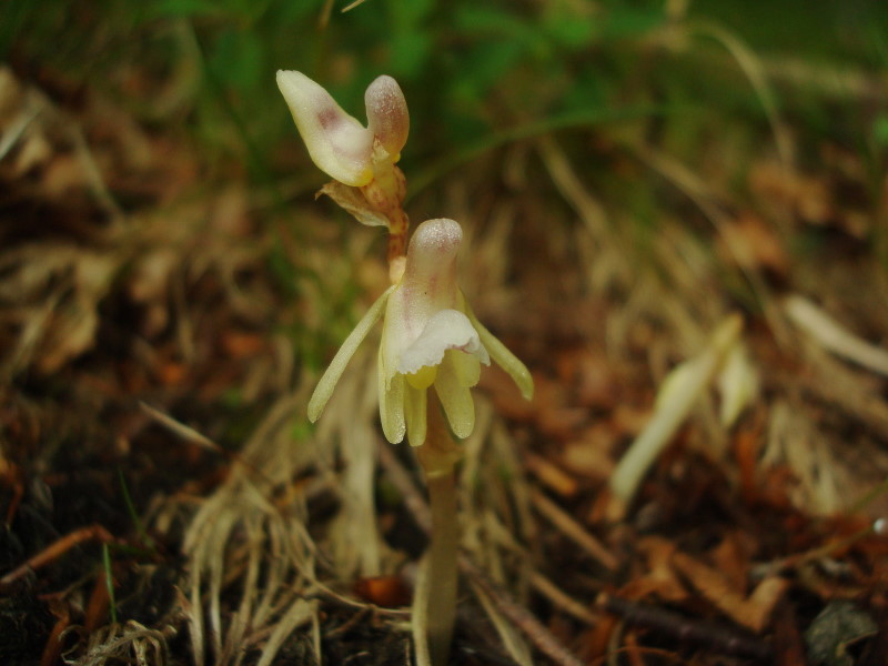 Epipogium aphyllum