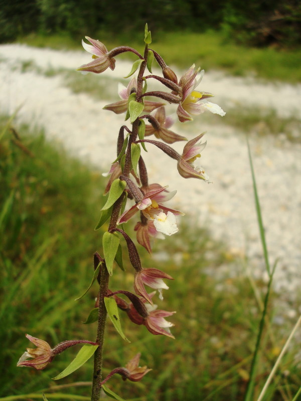 Nuova stazione di Epipactis palustris in Valdelsa